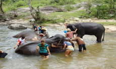 elephant care on a one day Chiang Mai trek